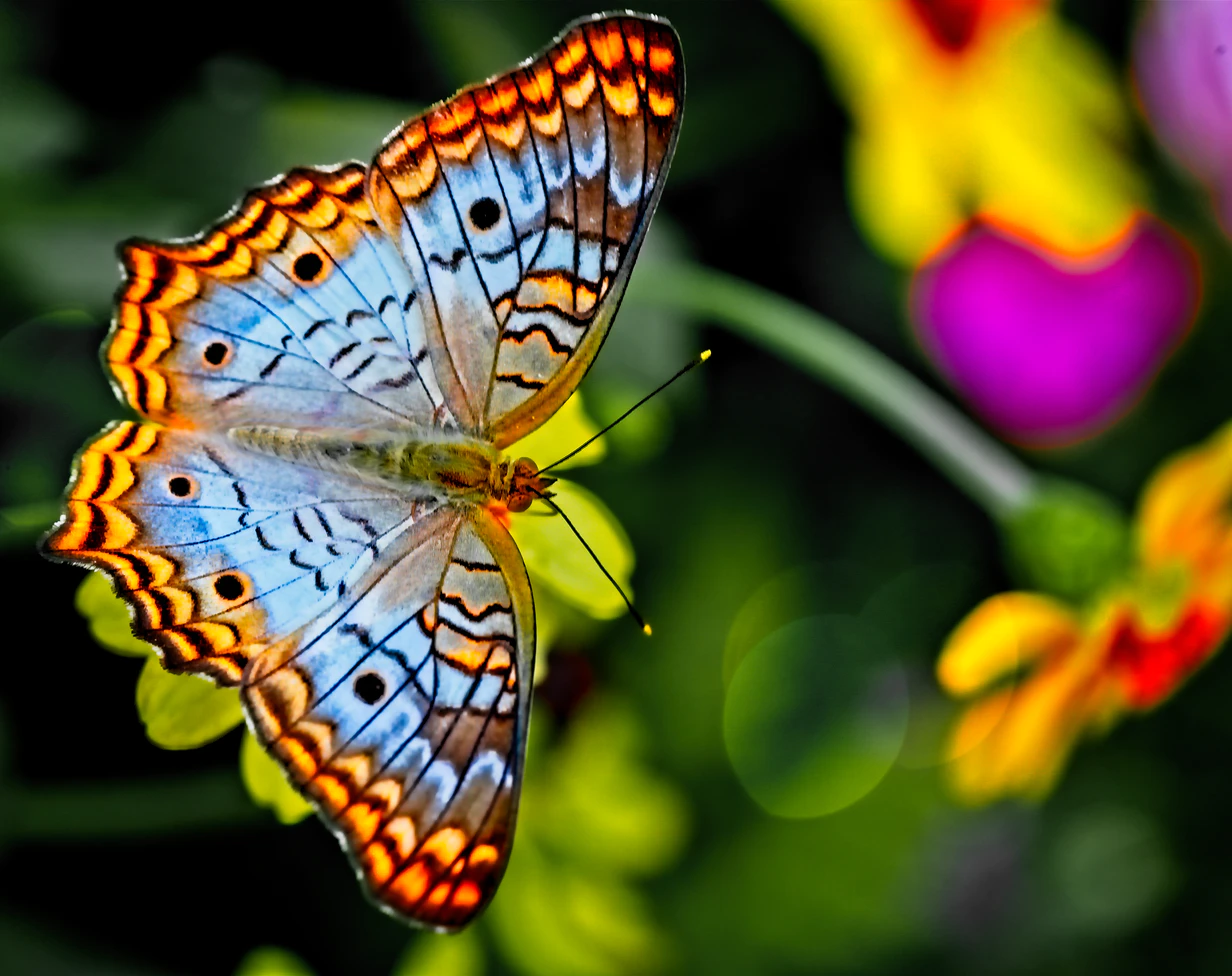 Thumbnail for "Scientists Worried About Time Travel Announce Plans To Exterminate All Butterflies"