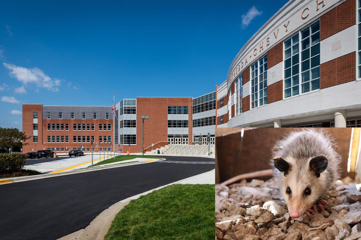 Thumbnail for "Students Returning To B-CC Forced To Fight Off Herd Of Possums Who Took Over The School During Quarantine"