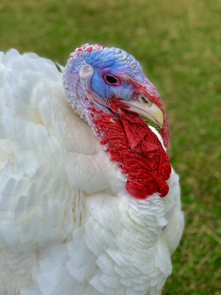 Thumbnail for "Pardoned Turkey Discovered To Have Had Contact With Multiple Russian Officials While Working For Trump Campaign"